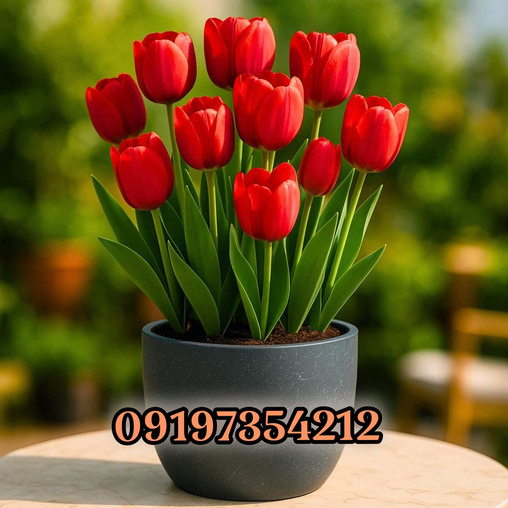 باغبانی سیار و کاشت درخت، کاشت گل، کود دهی و(09197354212)🌹گیاهان غرب شهر تهران♻️✔️🌳