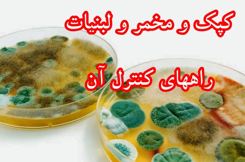 کنترل کپک و مخمر لبنیات: راز توقف مرجوعی محصول