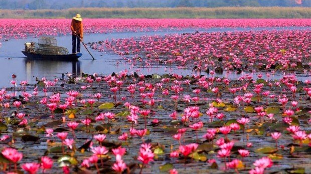 عکس طبیعت از گل های نیلوفر آبی