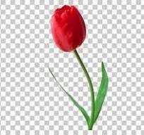 شهید بهزاد صفاتی
