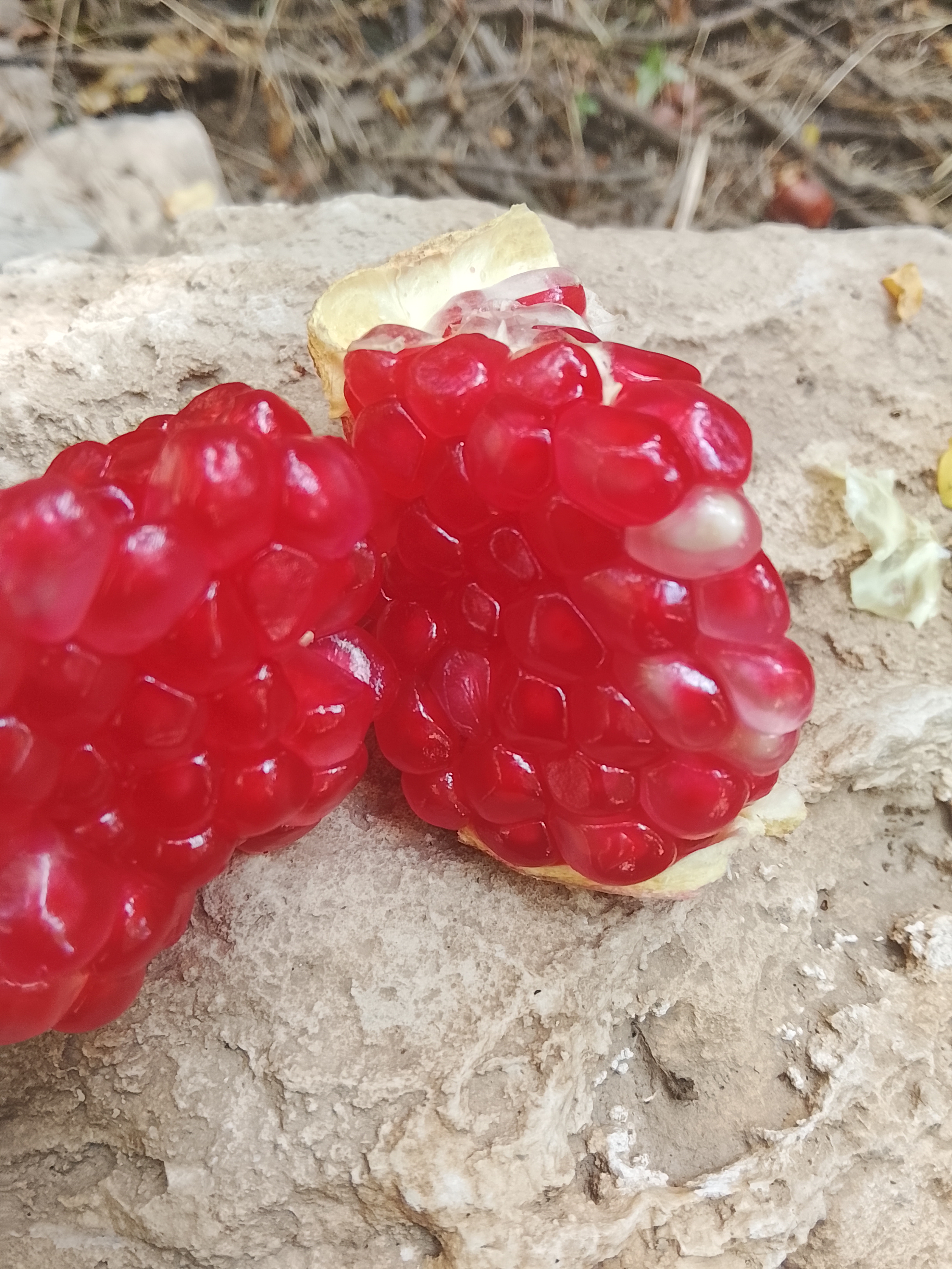 رب انار