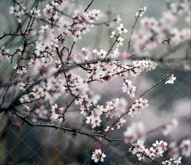 عکس طبیعت ایران