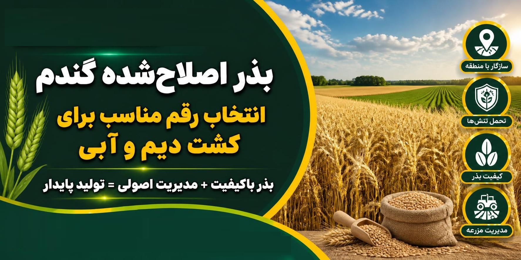 ضرورت تغییر رویکرد: چرا استفاده از بذرهای اصلاح‌شده گندم کلید امنیت غذایی و افزایش تولید است؟