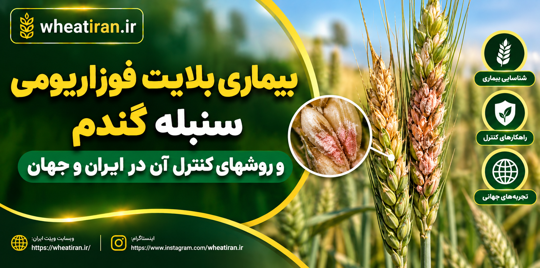 بيماري بلايت فوزاريومي سنبله گندم و روشهاي كنترل آن در ايران و جهان