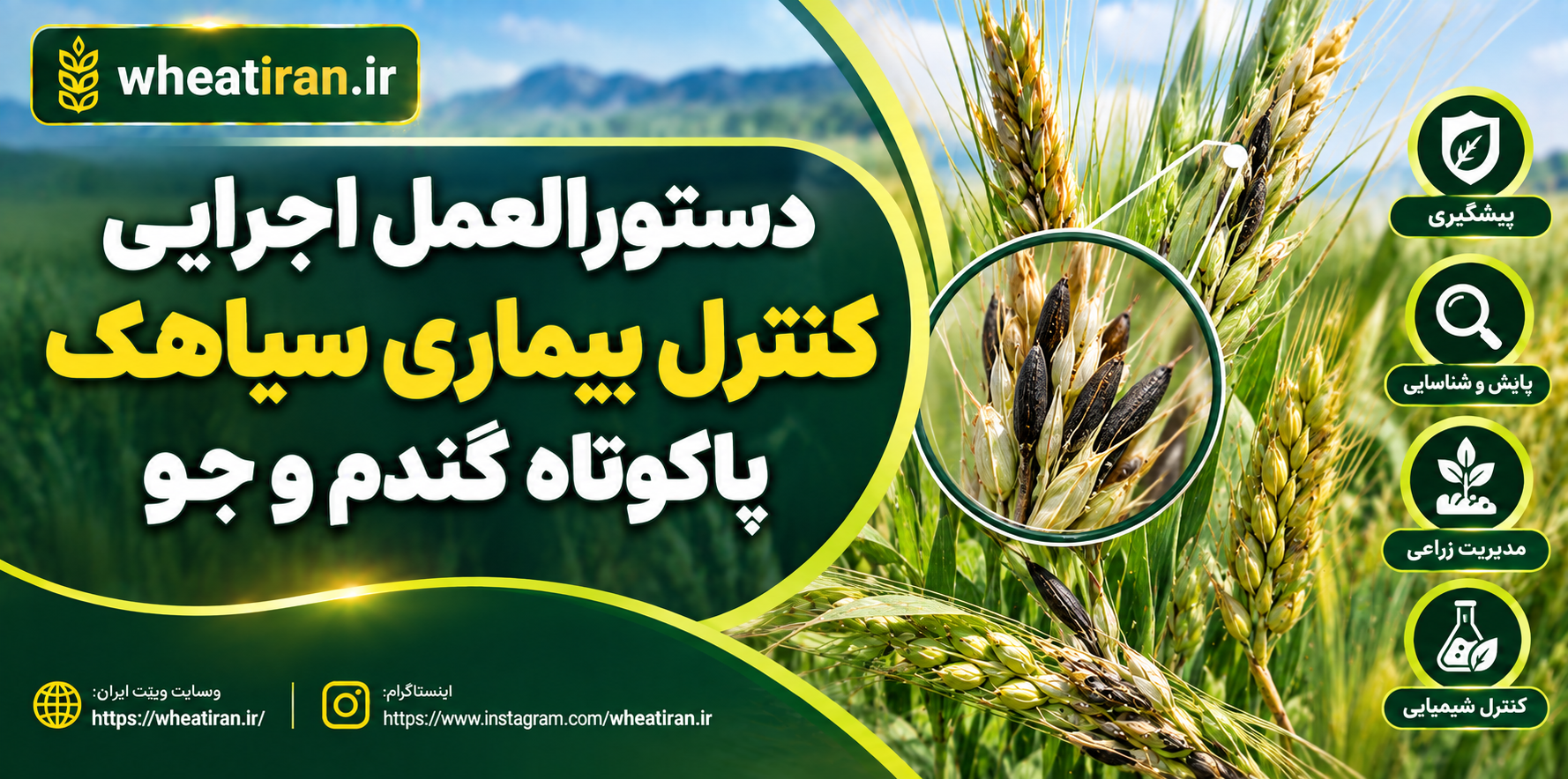 دستورالعمل اجرایی کنترل بیماری سیاهک پاکوتاه گندم و جو