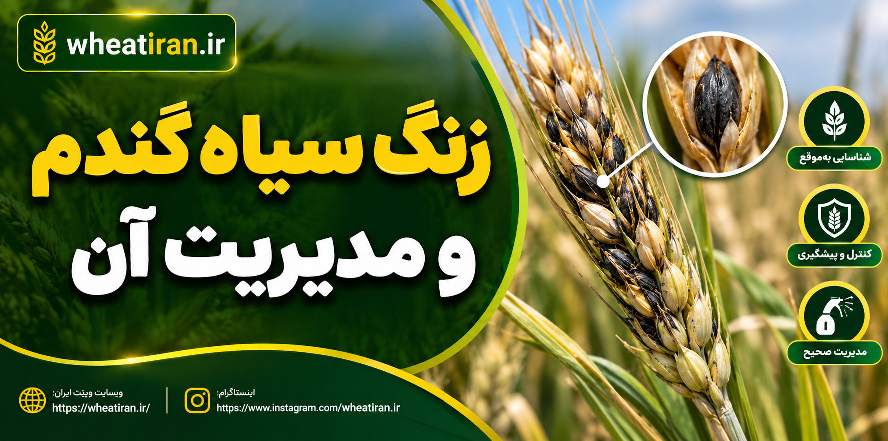 زنگ سیاه گندم و مدیریت آن