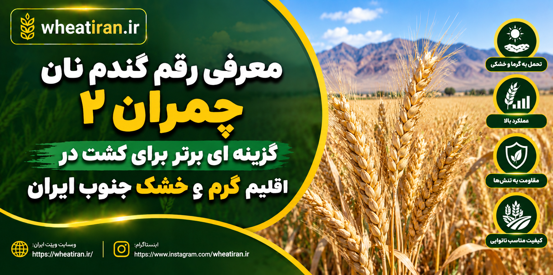 معرفی رقم گندم نان چمران ۲: گزینه ای برتر برای کشت در اقلیم گرم و خشک جنوب ایران