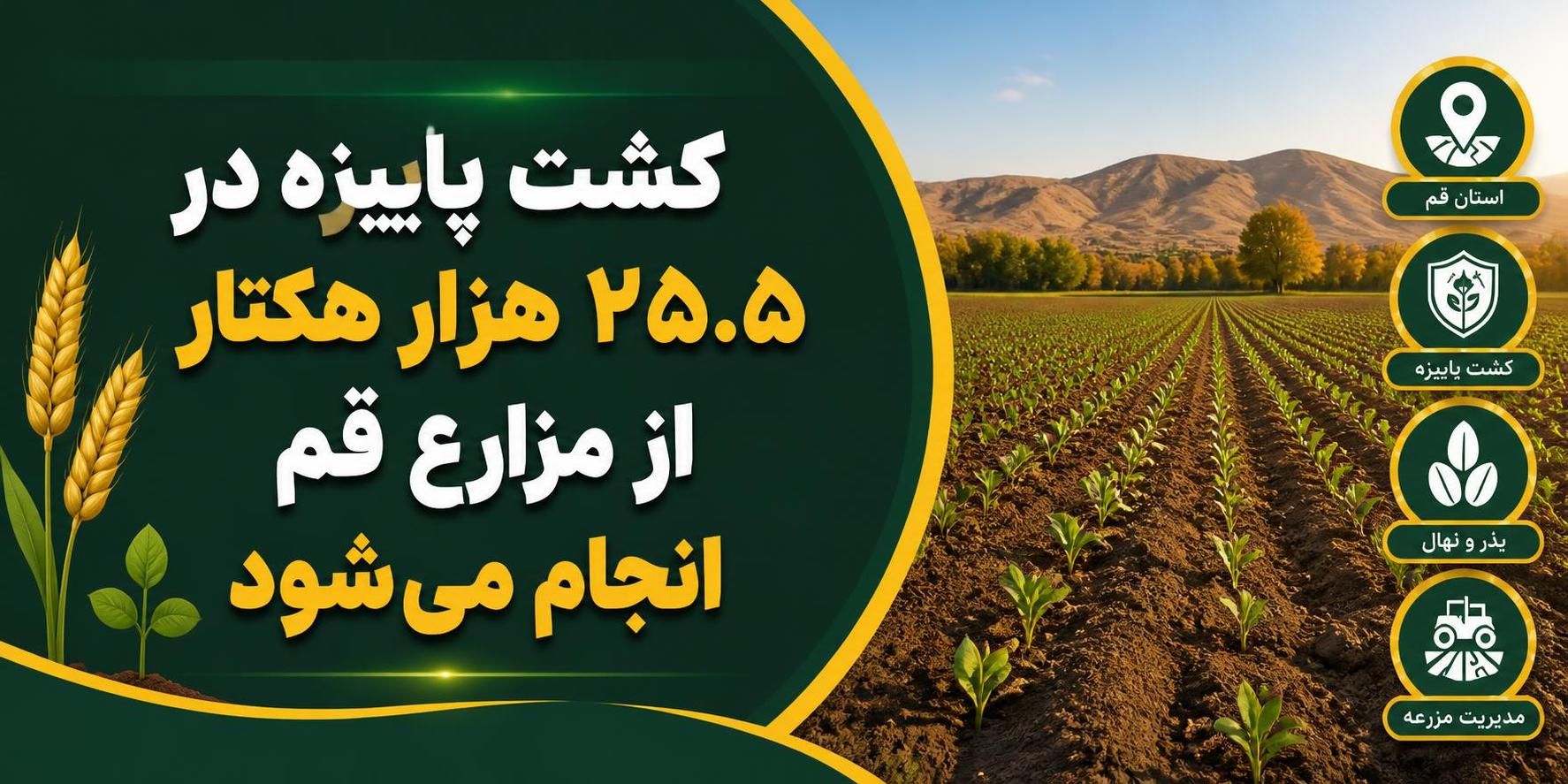کشت پاییزه در ۲۵.۵ هزار هکتار از مزارع قم انجام می‌شود