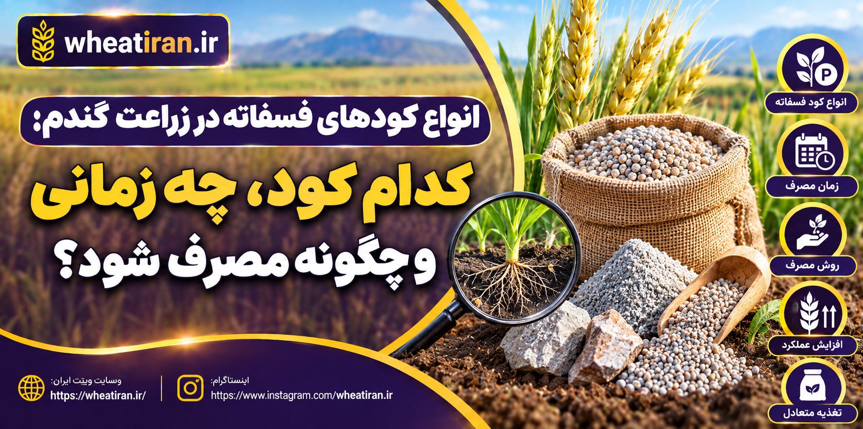 انواع کودهای فسفاته در زراعت گندم؛ کدام کود، چه زمانی و چگونه مصرف شود؟