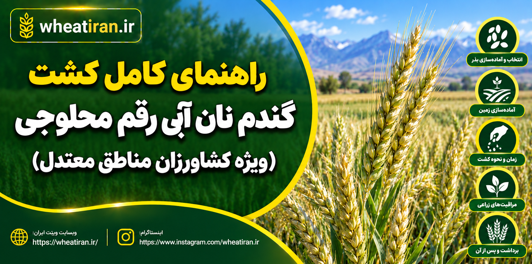 راهنمای کامل کشت گندم نان آبی رقم محلوجی (ویژه کشاورزان مناطق معتدل)