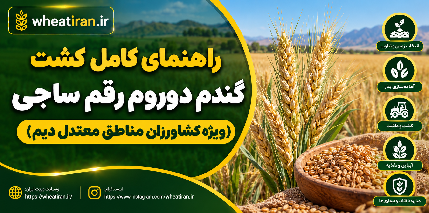 راهنمای کامل کشت گندم دوروم رقم ساجی (ویژه کشاورزان مناطق معتدل دیم)
