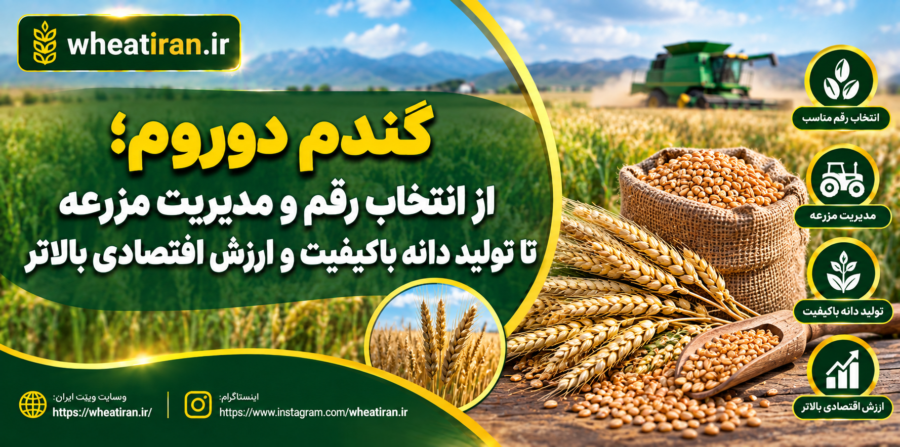 گندم دوروم؛ از انتخاب رقم و مدیریت مزرعه تا تولید دانه باکیفیت و ارزش اقتصادی بالاتر