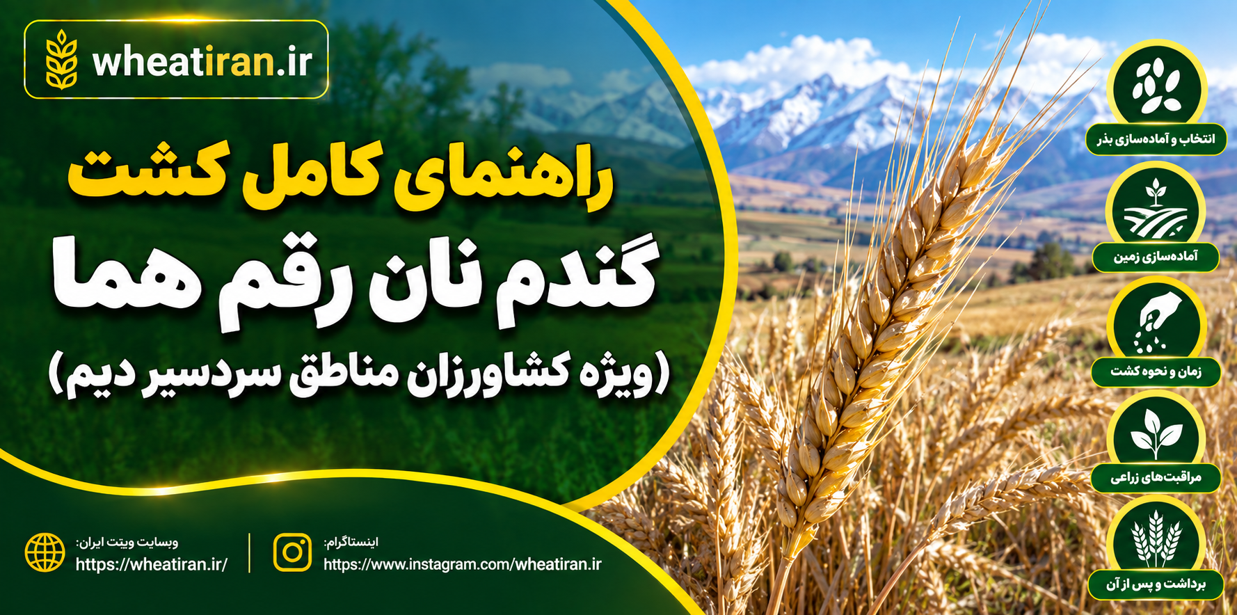راهنمای کامل کشت گندم نان رقم هما (ویژه کشاورزان مناطق سردسیر دیم)
