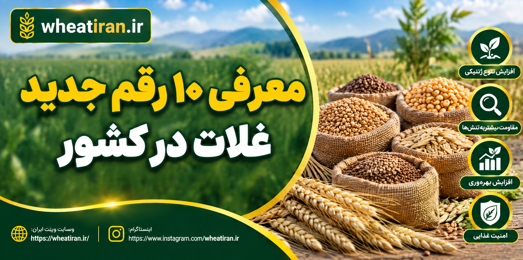 معرفی ۱۰ رقم جدید غلات در کشور