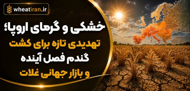 خشکی و گرمای اروپا؛ تهدیدی تازه برای کشت گندم فصل آینده و بازار جهانی غلات