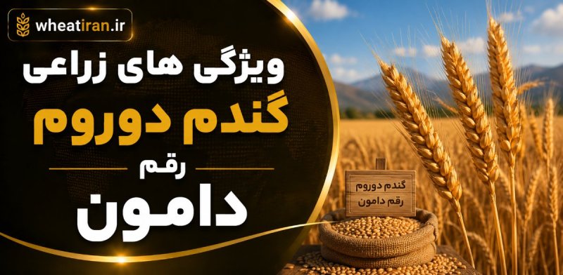 ویژگی های زراعی گندم دوروم رقم دامون