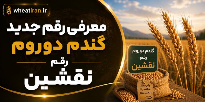 رقم جدید گندم دوروم رقم نقشین