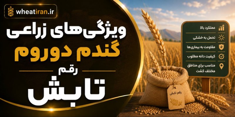 ویژگی‌های زراعی گندم دوروم رقم تابش