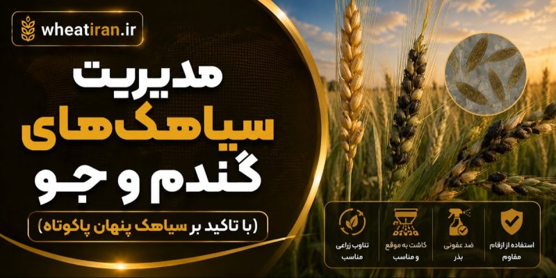 مدیریت سیاهک‌های گندم و جو (با تاکید بر سیاهک پنهان پاکوتاه)