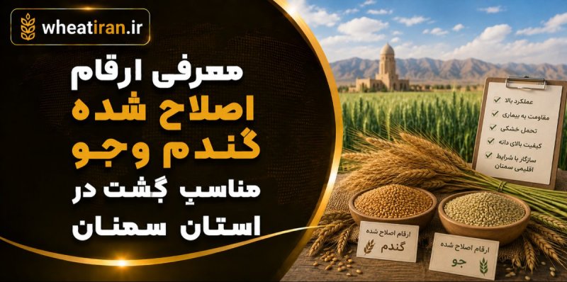 معرفی ارقام اصلاح شده گندم وجو مناسب کشت در استان سمنان
