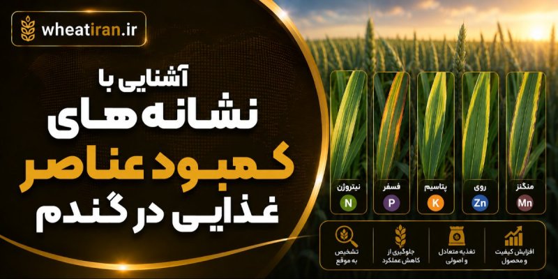 آشنایی با نشانه‌های کمبود عناصر غذایی در گندم