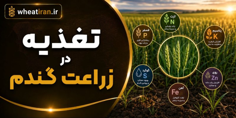 تغذيه در زراعت گندم