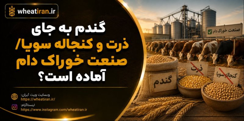 گندم به جای ذرت و کنجاله سویا/ صنعت خوراک دام آماده است؟