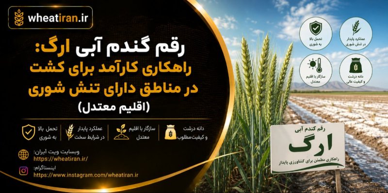 رقم گندم آبی ارگ: راهکاری کارآمد برای کشت در مناطق دارای تنش شوری (اقلیم معتدل)