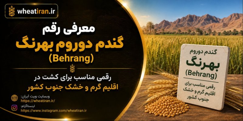 معرفی رقم گندم دوروم بهرنگ (Behrang) - رقمی مناسب برای کشت در اقلیم گرم و خشک جنوب کشور