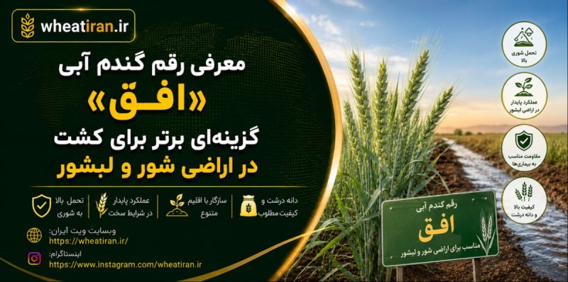 معرفی رقم گندم آبی «افق»؛ گزینه ای برتر برای کشت در اراضی شور و لبشور