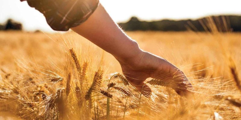 قیمت بذر گندم برای سال زراعی ۱۴۰۵–۱۴۰۶ اعلام شد