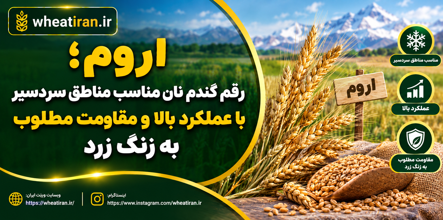 اروم؛ رقم گندم نان مناسب مناطق سردسیر با عملکرد بالا و مقاومت مطلوب به زنگ زرد
