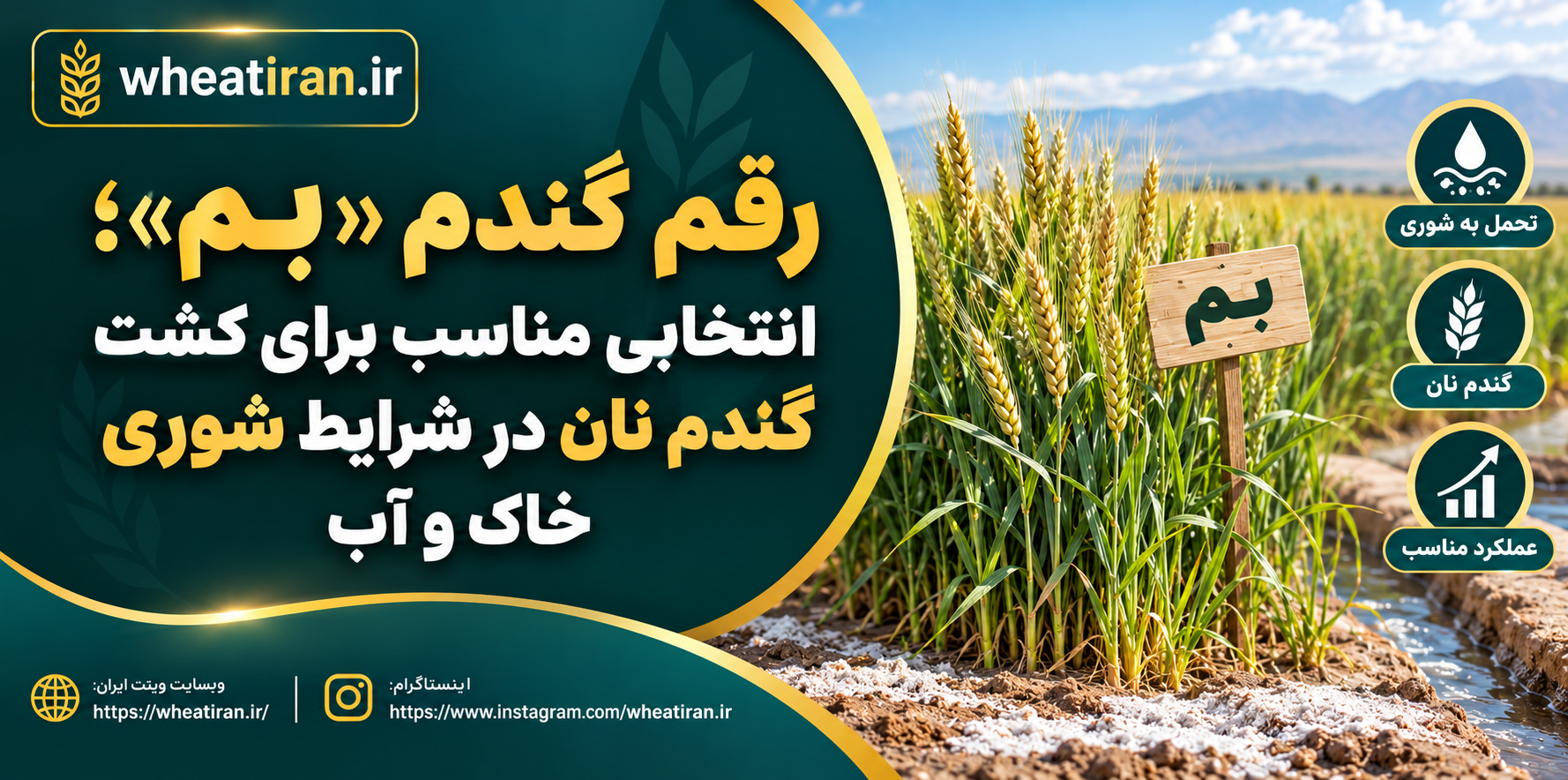 رقم گندم «بم»؛ انتخابی مناسب برای کشت گندم نان در شرایط شوری خاک و آب