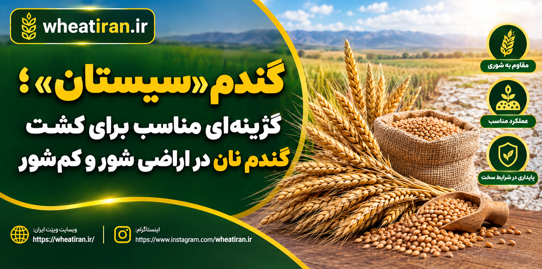 گندم «سیستان»؛ گزینه‌ای مناسب برای کشت گندم نان در اراضی شور وکم‌شور